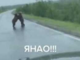 На Ямале медведи подрались прямо на проезжей части (видео)