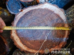 И снова Вознесенск. Туда водитель без документов вез спиленные деревья без документов (ФОТО)