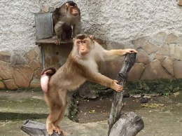 Родом из Южной Азии: в Одесском зоопарке появились новые обезьяны