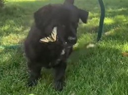 Сеть взорвало милое видео «дружбы» собаки с бабочками