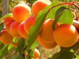 В чем польза абрикосов и как из них делают джемы и наливки