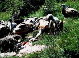 Три тонны мяса закупят для подкормки краснокнижных крымских птиц