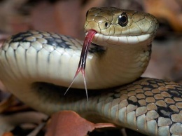 Змеи атакуют - укусы «гадов» уложили детей в реанимацию