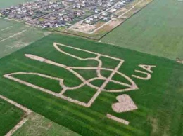 В Киевской области аграрии установили мировой рекорд. На кукурузном поле создано изображение гигантского тризуба