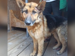 В Никополе овчарку вывезли в посадку: глухой пес нуждается в лечении