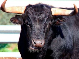 Практически коррида: на Херсонщине бык напал на мужчину