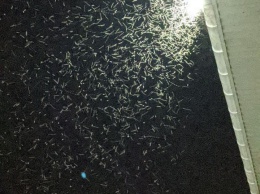 Полчища комаров атакуют отдыхающих в Кирилловке (видео)