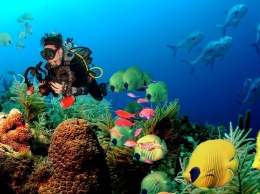 Затерянный мир: призраки подводного мира - самые необычные и странные существа океана