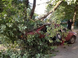 Муж спас: в Полтаве дерево упало на женщину и машину