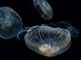 Нашествие медуз испортило отдых в Бердянске (ВИДЕО)