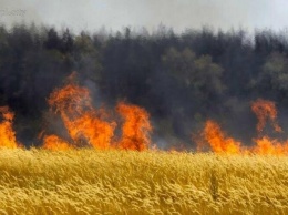 В Запорожской области сгорели поля с пшеницей