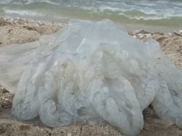 Нашествие медуз: их с побережья Азовского моря вывозят экскаваторами