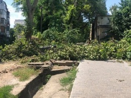«Спасибо» коммунальщикам - в Херсоне срезанные деревья оставили прямо на тротуаре