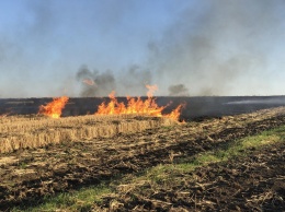В Запорожской области огонь уничтожил 7 гектаров пшеницы