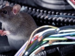 Неожиданная проблема с Tesla: электропроводку машин пожирают крысы