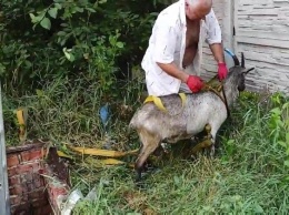 Доставали четверо спасателей: в Харькове из выгребной ямы вытащили козу (видео)