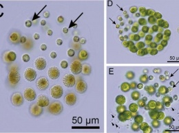 Ученые впервые нашли зеленые водоросли, которые имеют три разных пола