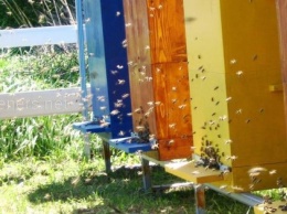 Характеристики и виды популярных уликов для пчел
