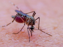 Одежда против комаров: создана уникальная технология против насекомых