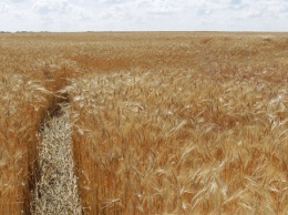 В Украине около тысячи человек владеют более, чем 100 гектарами сельхозземель
