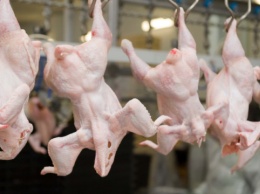 МХП за второй квартал увеличил экспорт курятины на 23%