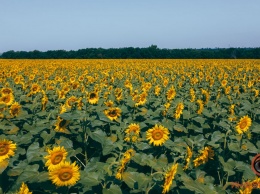 Солнечные цветы и круги на полях: как выглядят "плантации" подсолнухов в Днепре