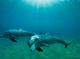 На Джарылгаче охота дельфинов за рыбой восхитила отдыхающих (ВИДЕО)