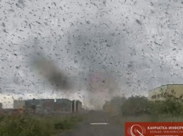 По России пронеслись "комариные смерчи": фото и видео жуткого явления