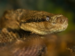 Клей с яда змеи может останавливать кровотечение за секунды