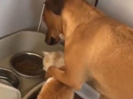 «Отойди по-хорошему»: пес деликатно отодвинул кота от своей миски с едой
