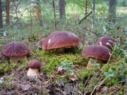 Несли на руках по горам три километра. Харьковчанка отравилась грибами в Карпатах