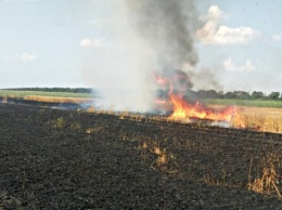 На Николаевщине поджигают поля: за сутки сгорело 12,5 га пшеницы