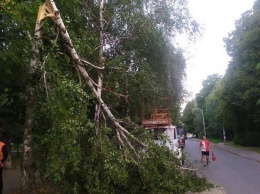 В Лозовой буря повалила деревья
