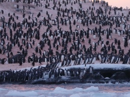 Тысячи пингвинов собрались возле украинской полярной станции