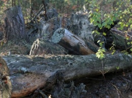 В Хмельницкой области «черные лесорубы» нанесли ущерб почти на 2,5 миллиона