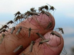 Мариуполь атакуют полчища комаров. Что делать
