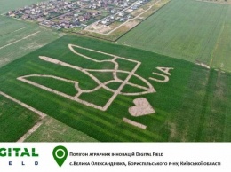 Побил все рекорды: в Киевской области на поле высеяли огромный герб Украины, - ВИДЕО