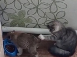 «Как это выключить?»: щенок отвлек кота хвостом, чтобы съесть его корм