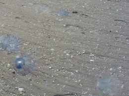 В Геническе рассматривают возможность установки барьерных сеток для борьбы с медузами
