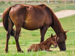 Во Львовской области лошадь откусила пятилетнему ребенку щеку