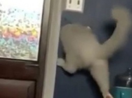 «Жидкий» кот нашел оригинальный способ сбежать из комнаты