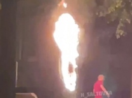 Пламя доставало до деревьев. В центре Харькова в сквере устроили пожар (видео)
