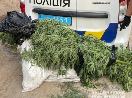 В Запорожской области полицейские поработали на трех наркоплантациях - фото
