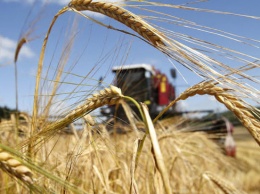 Жатва-2021: Украина уже собрала 14 миллионов тонн зерновых
