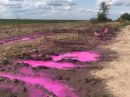 Розовые лужи в полях обнаружили на Ровенщине (ФОТО)