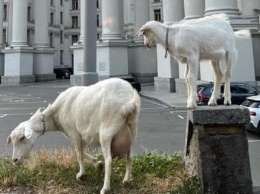 В Киеве у здания МИД паслись козы