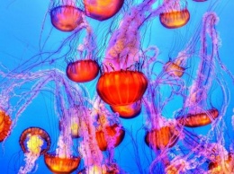 Почему Азовское море заполонили медузы, рассказали ученые