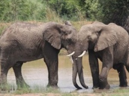 Слониха помогла слепой подруге