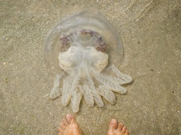На Азовском побережье придумали, как избавиться от медуз: борец стал героем сети