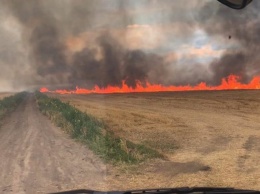Под Кривым Рогом вспыхнул сильный пожар на пшеничном поле